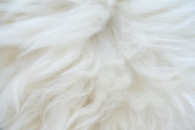 Lindo pêlo de animal branco fofo e grosso. Fundo natural.