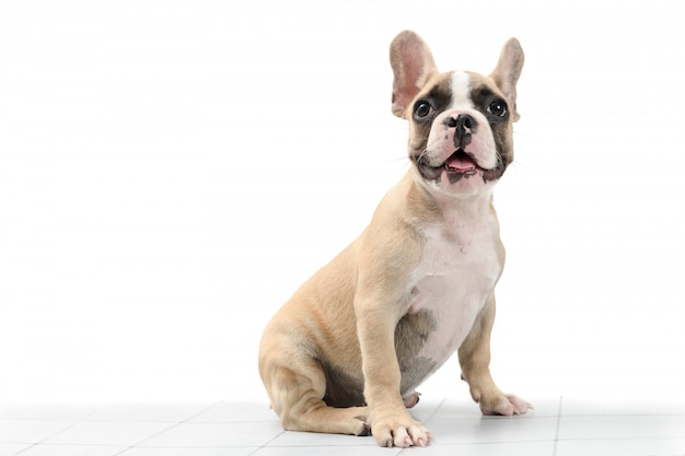 Foto lindo pequeño bulldog francés sentado en la mesa