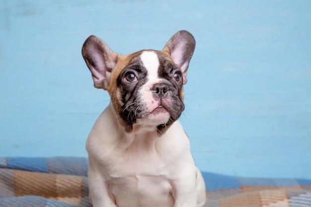 Lindo pequeño cachorro de bulldog francés sobre fondo azul lindo concepto de mascota