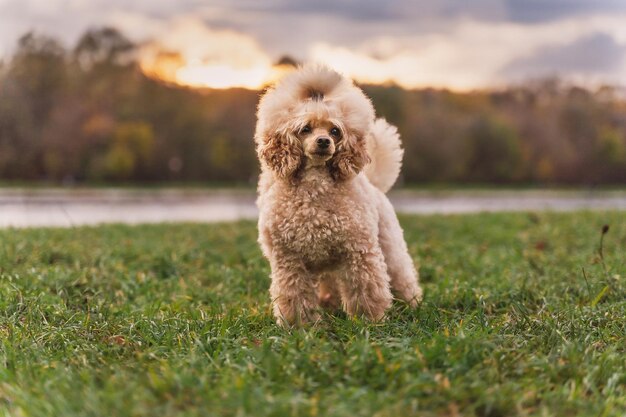 Lindo pequeño caniche dorado de pie en el césped verde en el parque perro feliz