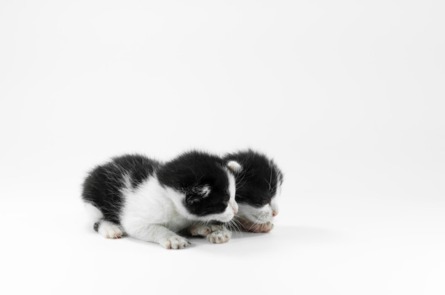Lindo pequeño gatito blanco y negro sobre un fondo blancoPrimer día después del nacimiento