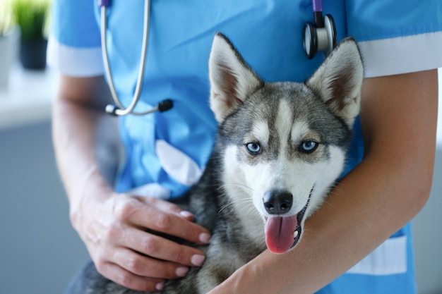 Lindo pequeno husky em close da consulta com o veterinário