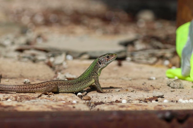 Lindo pequeno lagarto verde se aquecendo no sol quente