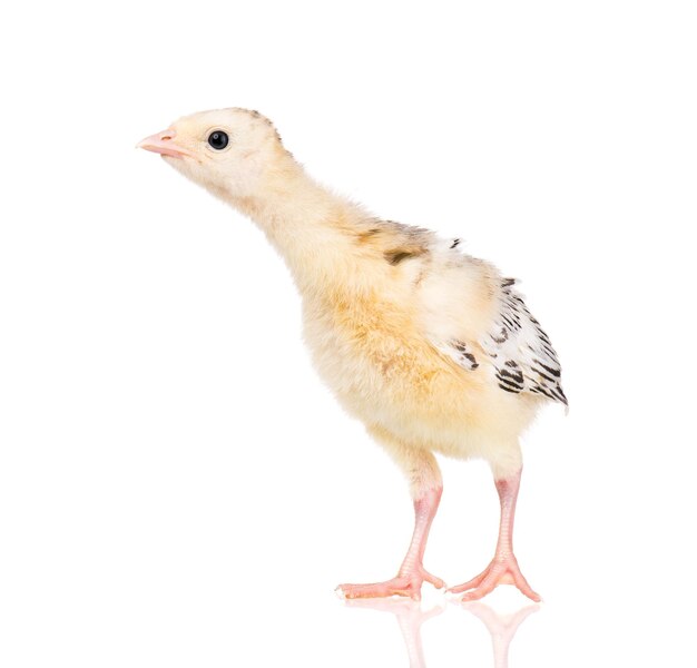 Foto lindo pequeño pavo pollo recién nacido aislado en fondo blanco un joven pájaro grande y agradable