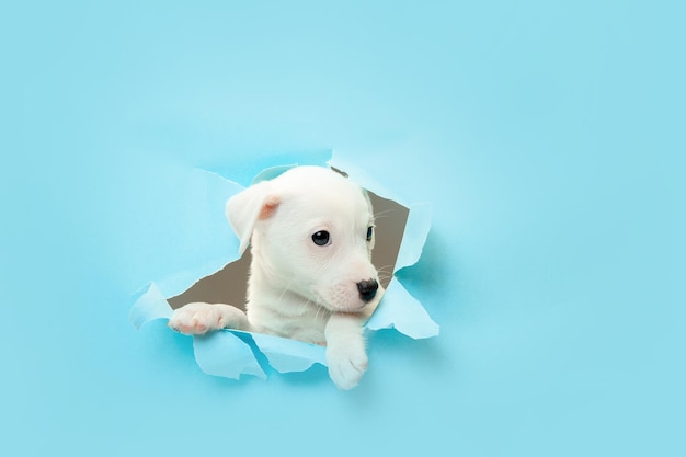 Lindo y pequeño perrito corriendo fondo de estudio azul avance