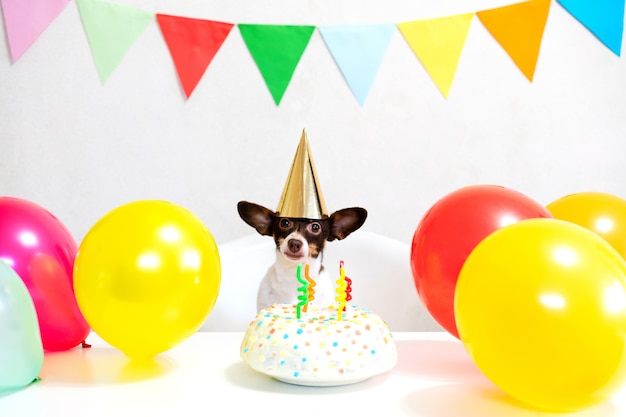 Lindo pequeño perro gracioso con un pastel de cumpleaños y un sombrero de fiesta celebrando el cumpleaños con la amante de la niña. Hermosa mujer joven y un perro en gorras de vacaciones. Feliz cumpleaños fiesta Concepto de amistad.