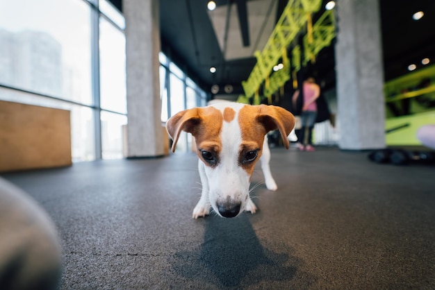 Lindo pequeño perro jack russell en el gimnasio