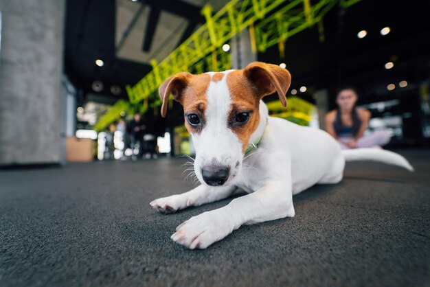 Lindo pequeño perro jack russell en el gimnasio