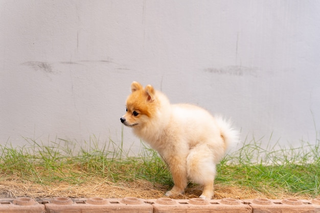 Lindo pequeño perro Pomerania caca fuera del área preparada.