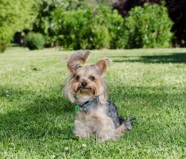 Lindo pequeño yorkshire terrier juguetón