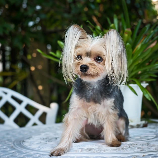 Lindo pequeño yorkshire terrier