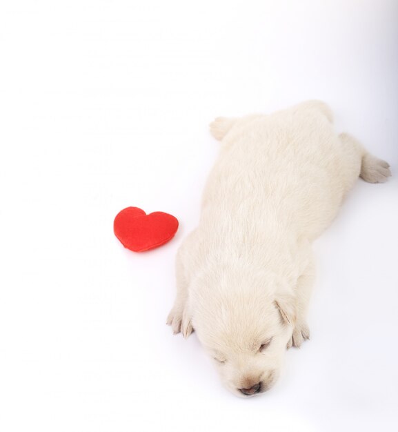 Lindo perrito aislado con corazón rojo.