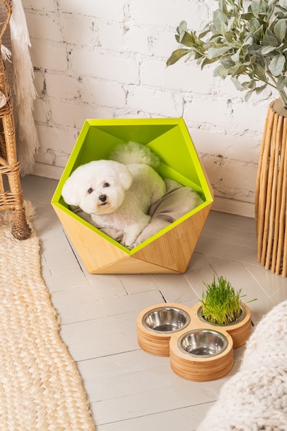 Un lindo perrito bichon frise sentado en su acogedora cama verde