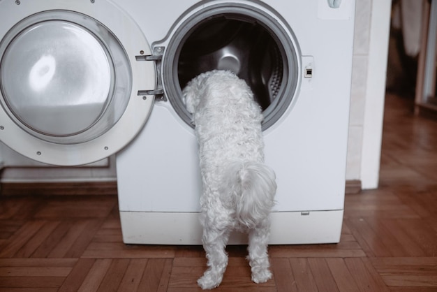 Lindo perrito blanco mirando a la lavadora