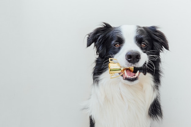 Lindo perrito border collie sosteniendo el trofeo de campeón en miniatura en la boca aislado en blanco