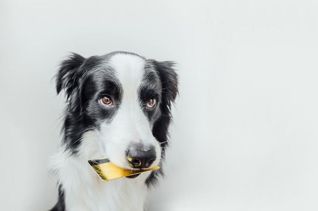 Lindo perrito border collie con tarjeta de crédito bancaria de oro en la boca aislada sobre fondo blanco