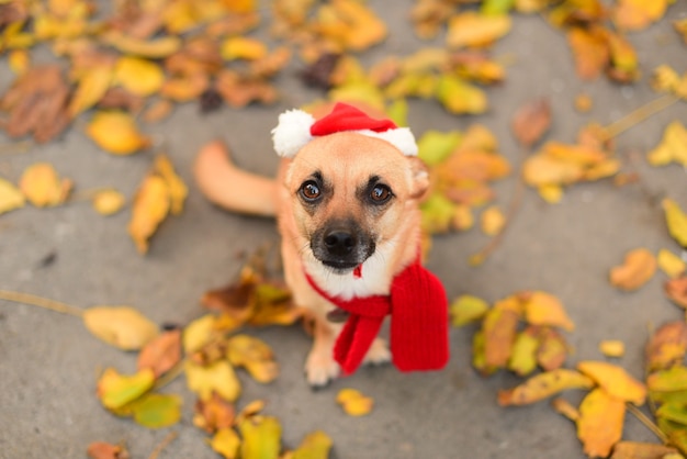 Lindo perrito con una bufanda roja y un gorro de Papá Noel