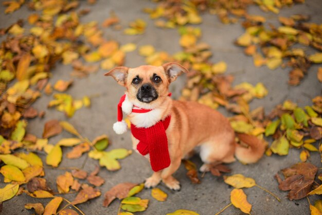 Lindo perrito con una bufanda roja y un gorro de Papá Noel