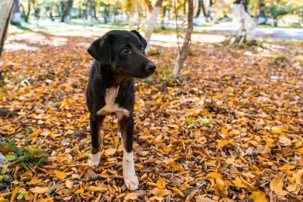 Lindo perrito callejero en el jardín