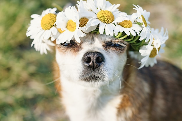 Un lindo perrito chihuahua con una corona de manzanilla en la cabeza se sienta al sol en el prado con los ojos cerrados. Perrito disfrutando del sol. Relajándose perro