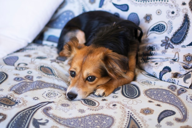 Foto un lindo perrito como mascota, recostado en el sofá de la casa.