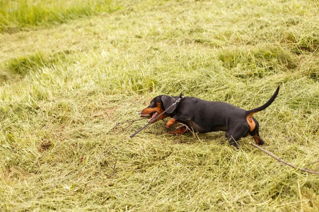 Lindo perrito dachshund masticando un palo al aire libre