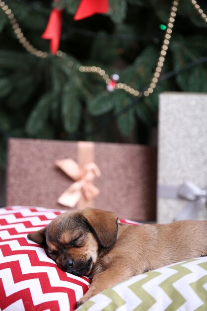 Lindo perrito durmiendo en la almohada en Navidad