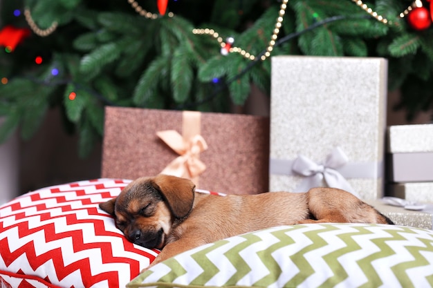 Lindo perrito durmiendo en la almohada sobre fondo de Navidad