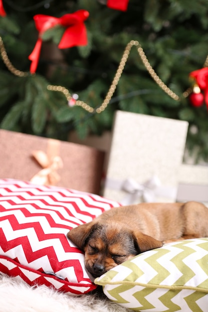 Lindo perrito durmiendo en una almohada en la superficie de Navidad