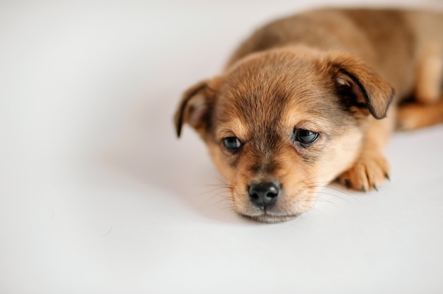 Foto lindo perrito se encuentra sobre un fondo gris