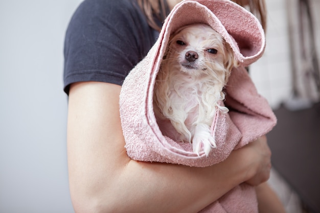 Lindo perrito feliz en el salón de belleza