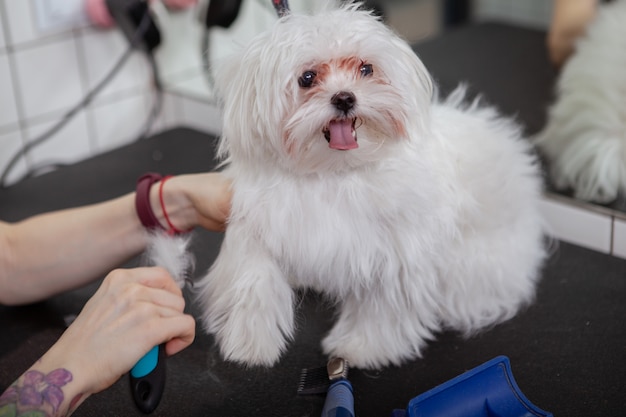 Lindo perrito feliz en el salón de belleza