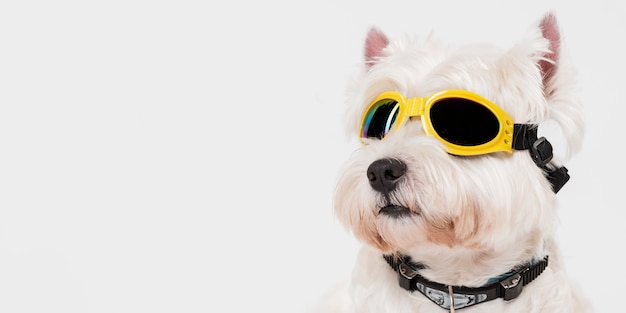 Lindo perrito con gafas