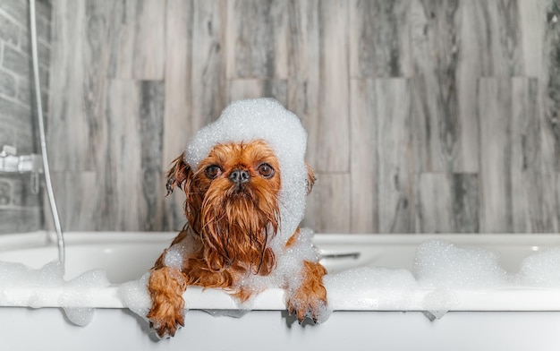 Un lindo perrito Griffon toma un baño de burbujas con sus patas en el borde de la bañera