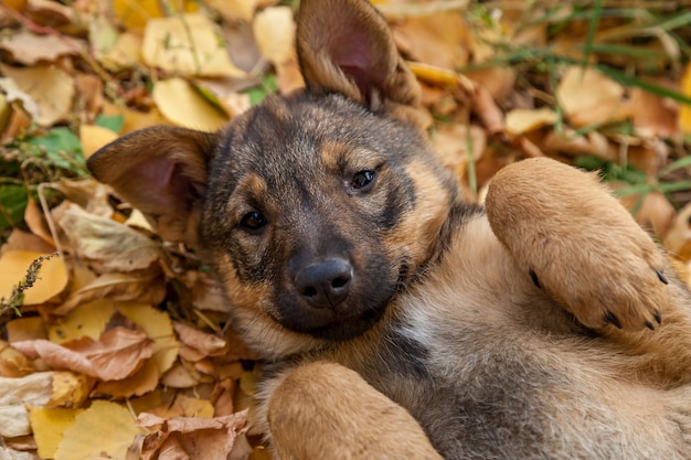 Lindo perrito sin hogar jugando en las hojas amarillas