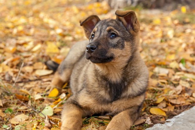 Lindo perrito sin hogar jugando en las hojas amarillas