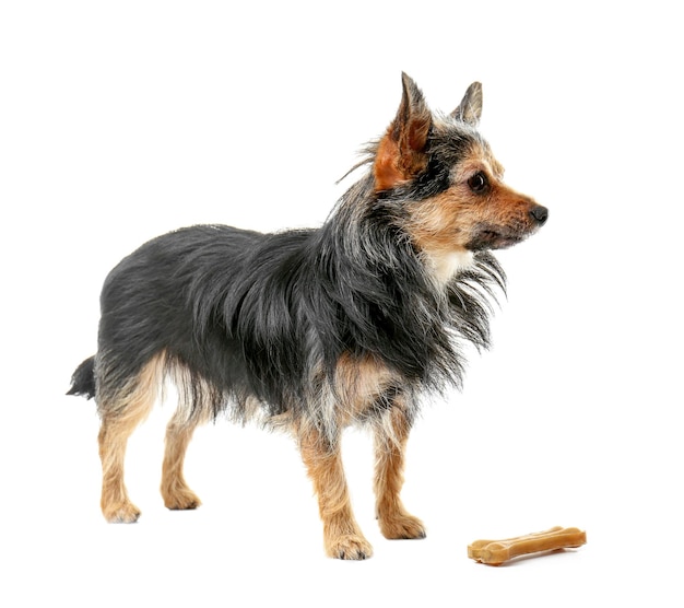 Lindo perrito con hueso aislado en blanco