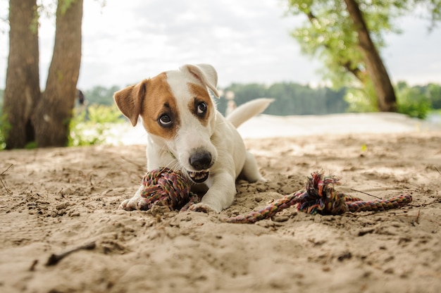 Lindo perrito jugando con una cuerda en la orilla del lago