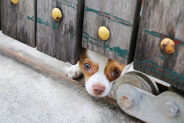 Lindo perrito mirando por debajo de la valla de madera