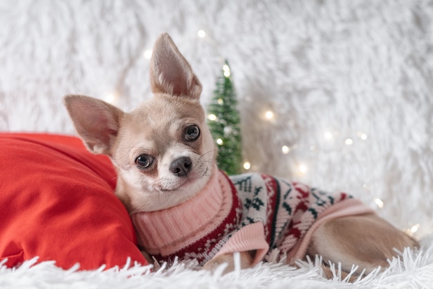 Lindo perrito de Navidad chihuahua en suéter