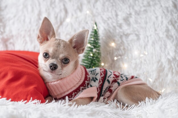 Lindo perrito de Navidad en suéter