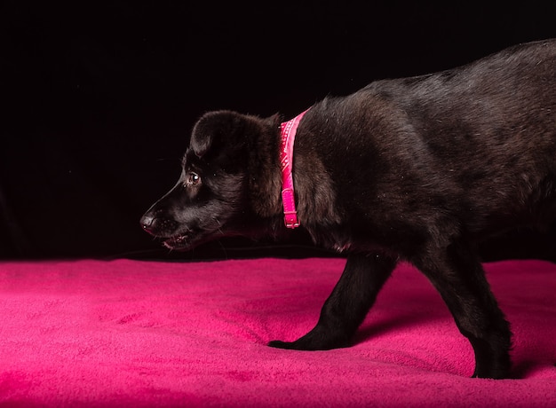 Un lindo perrito negro está acostado sobre una colcha de color rosa suave sobre un fondo negro