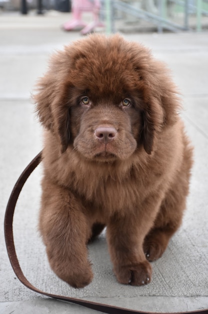 Lindo perrito Newfie marrón caminando con una correa