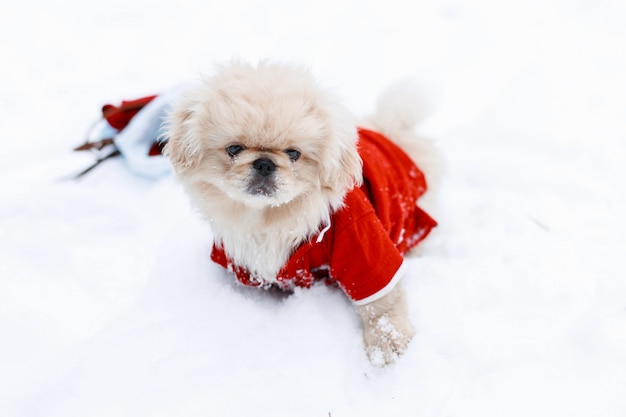 Lindo perrito pequinés en ropa de abrigo de pie en la nieve.