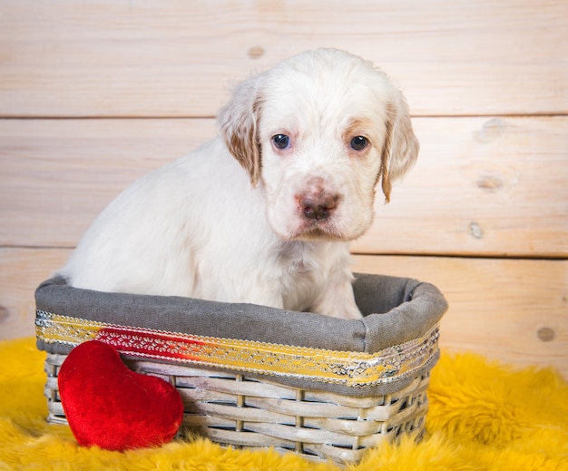 Lindo perrito Setter inglés en una canasta de madera.