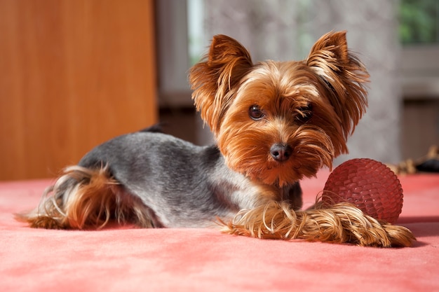 Lindo perrito yorkshire terrier jugando en casa con bola rosa