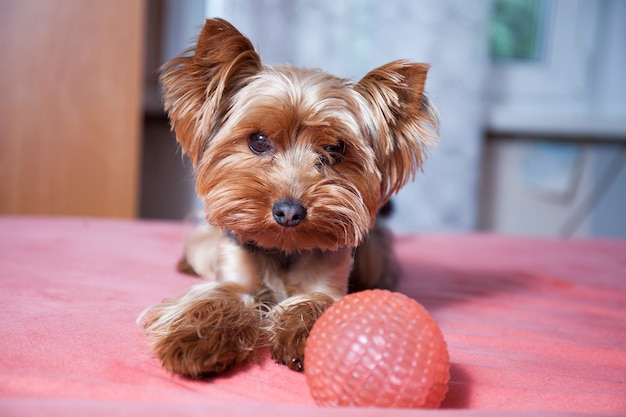 Lindo perrito yorkshire terrier jugando en casa con bola rosa