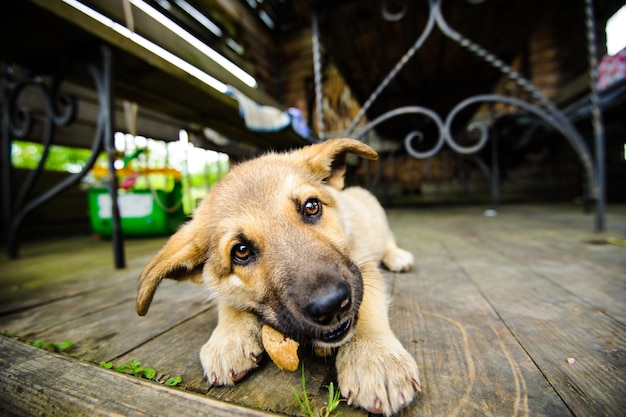 Lindo perrito