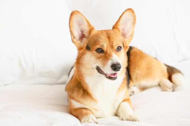 Lindo perro acostado en la cama en casa