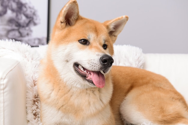 Lindo perro Akita Inu en el sofá en casa